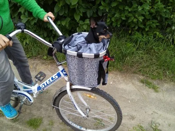 Bag - Detachable Basket Aluminum Alloy Frame Pet Carrier for Bicycle