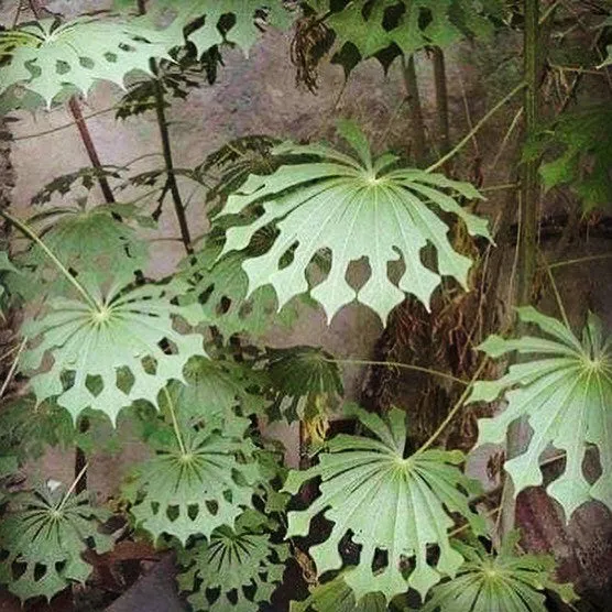 Frond Leaf. Engraved Metal Hand Stamp.